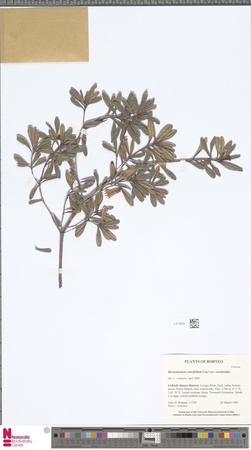 Rhododendron cuneifolium var. cuneifolium photo 7