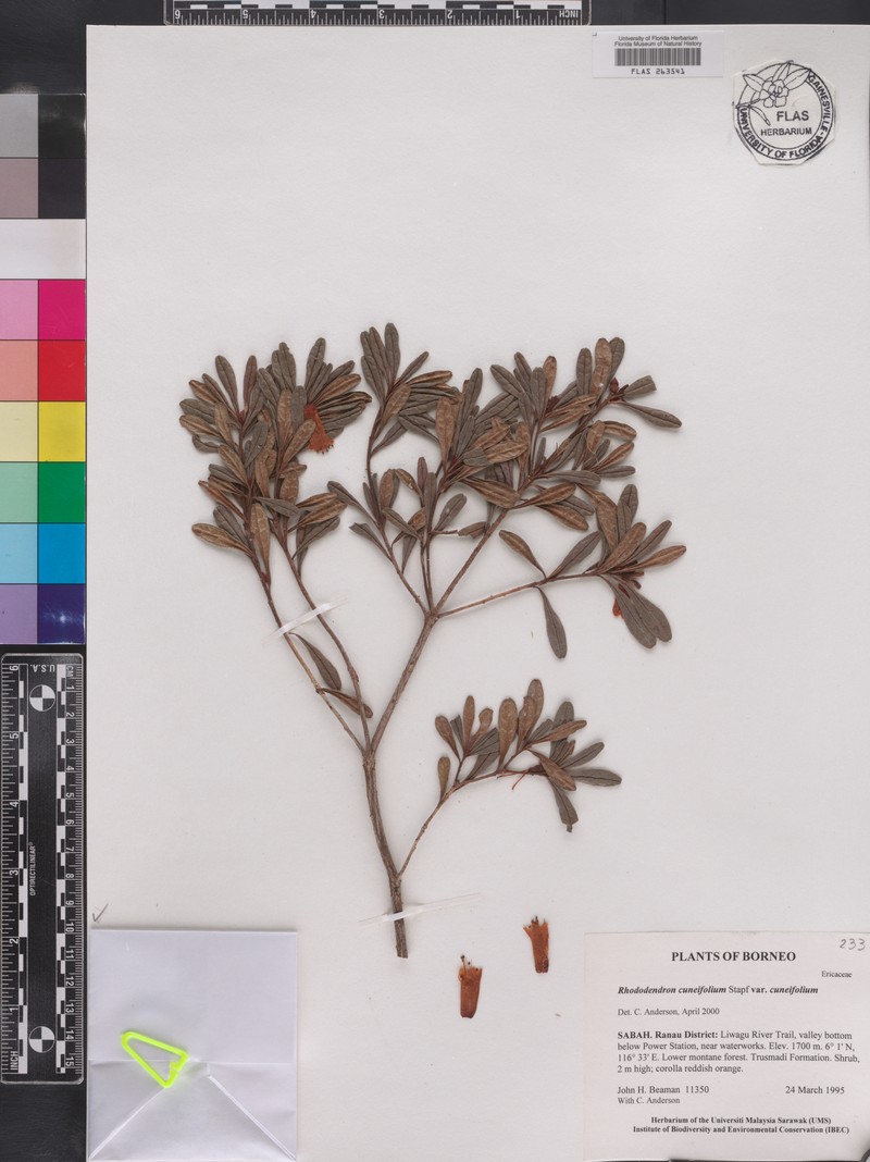 Rhododendron cuneifolium var. cuneifolium photo 8