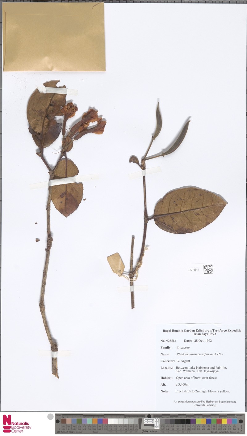 Rhododendron curviflorum