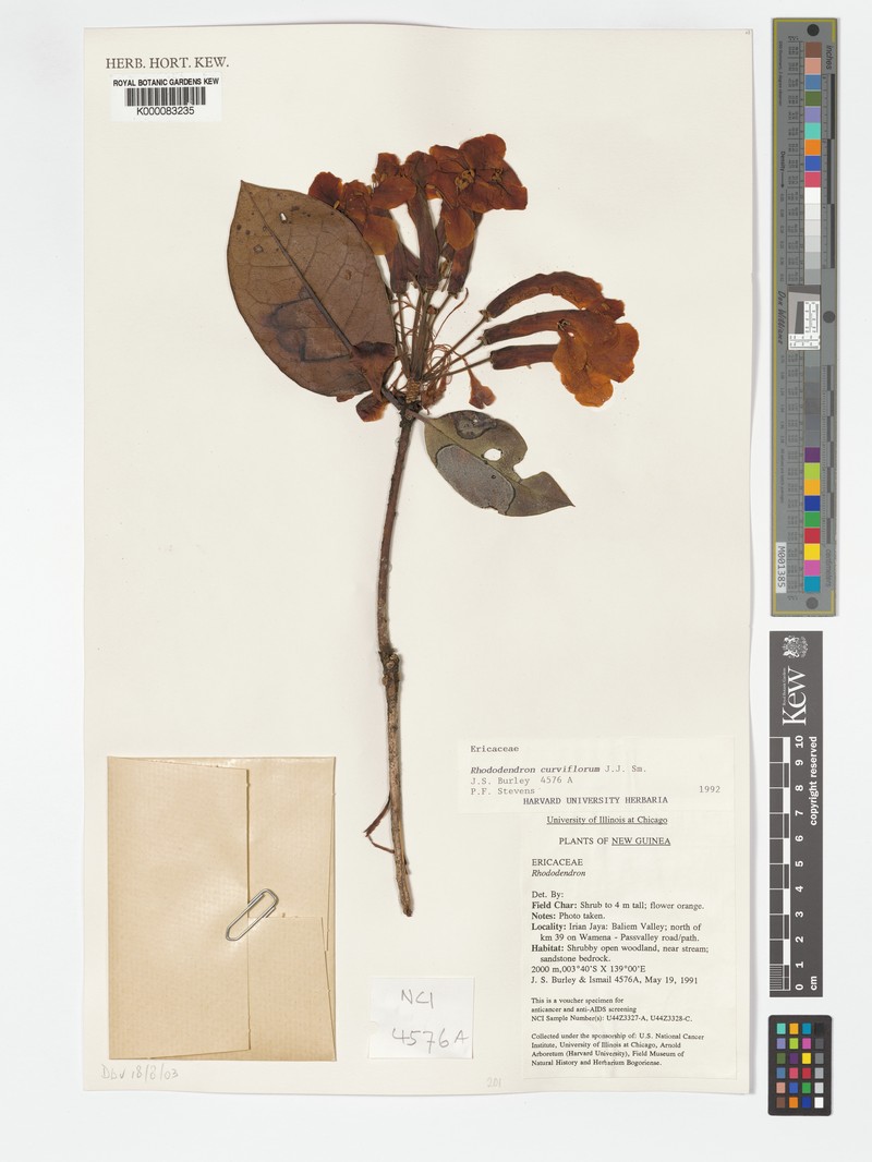Rhododendron curviflorum photo 2