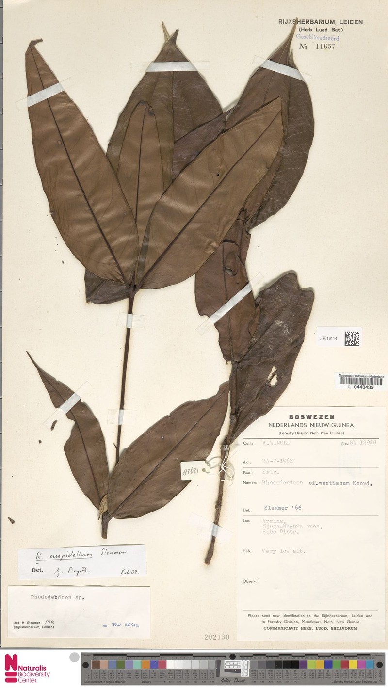 Rhododendron cuspidellum
