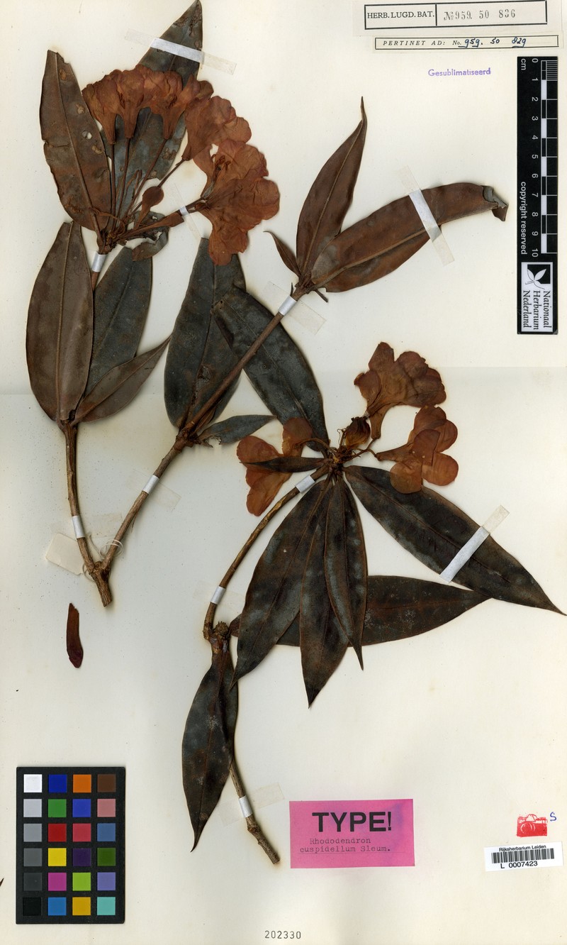 Rhododendron cuspidellum photo 3
