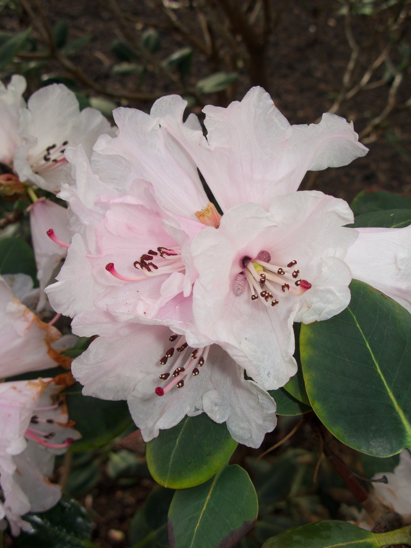 Rhododendron cyanocarpum