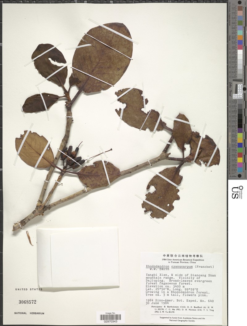 Rhododendron cyanocarpum photo 2
