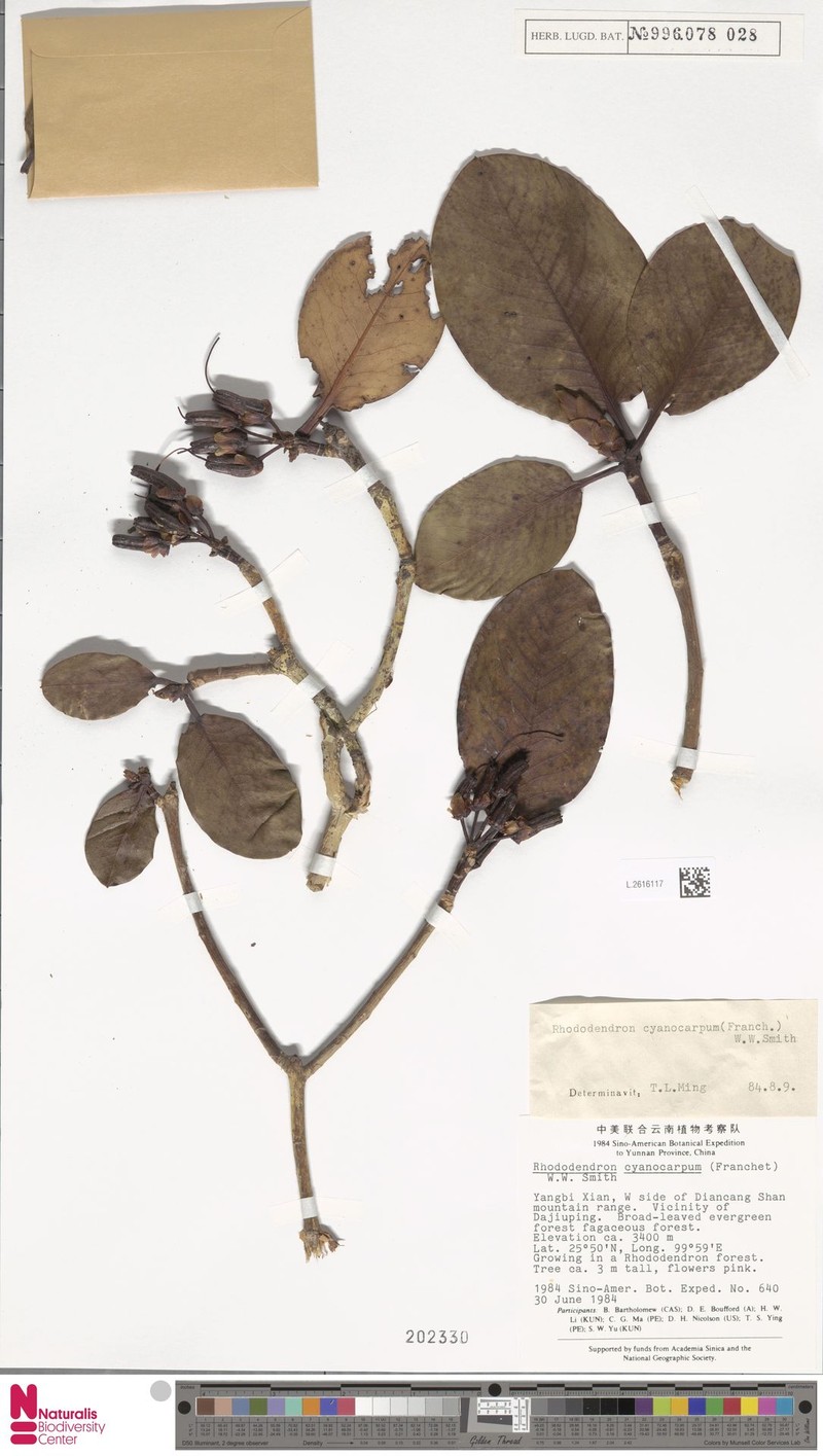 Rhododendron cyanocarpum photo 3