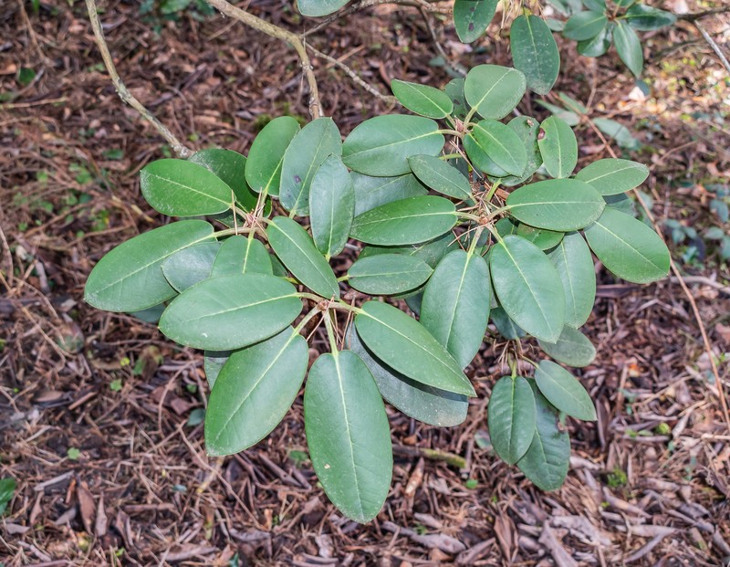 Rhododendron cyanocarpum photo 6