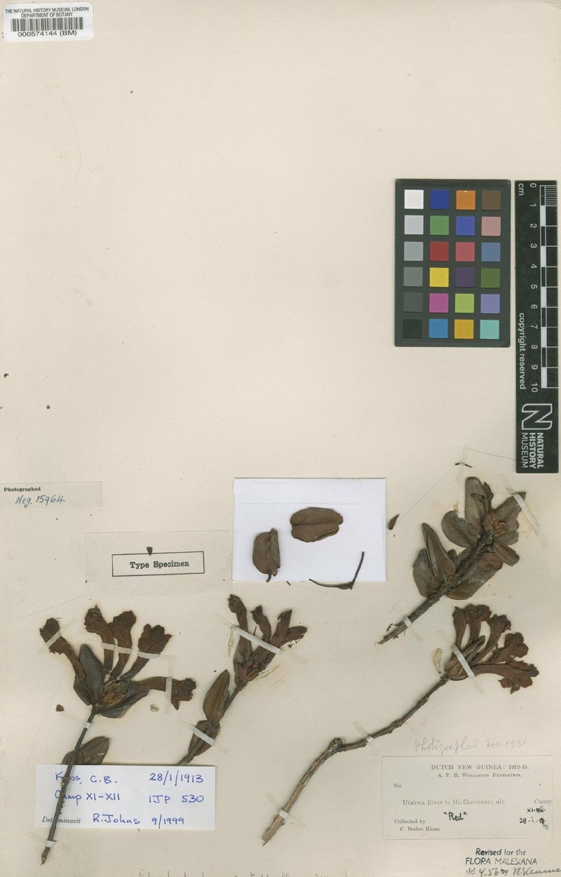 Rhododendron cyrtophyllum