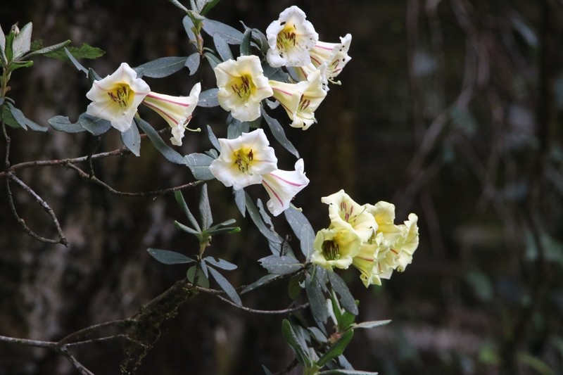 Rhododendron dalhousieae