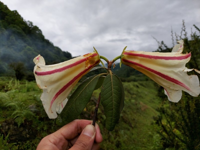 Rhododendron dalhousieae photo 2