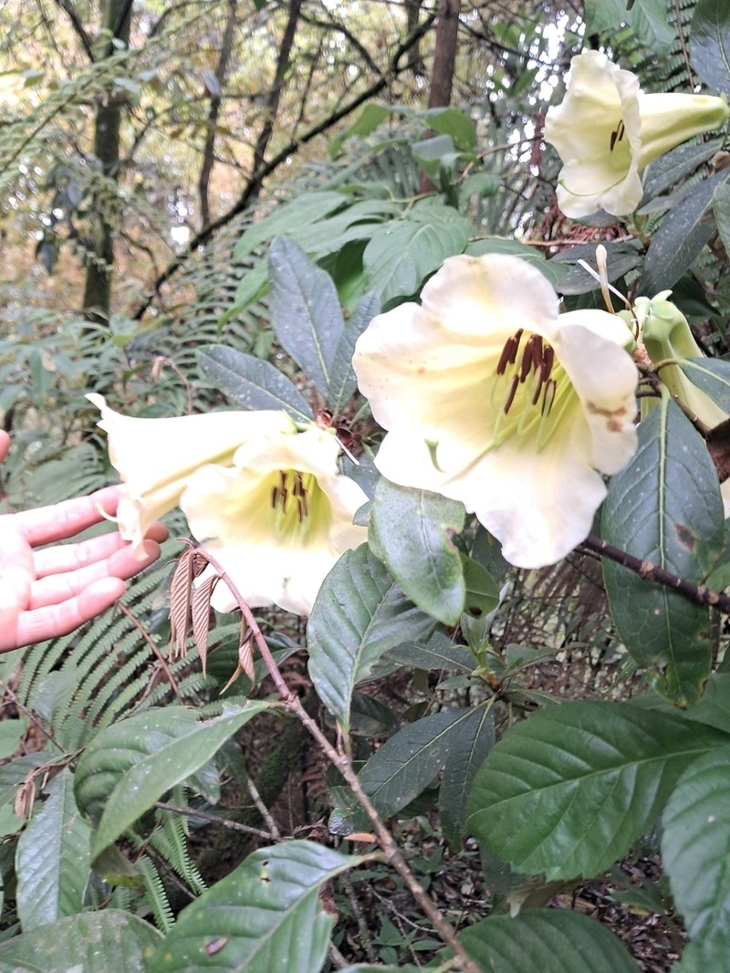 Rhododendron dalhousieae photo 5