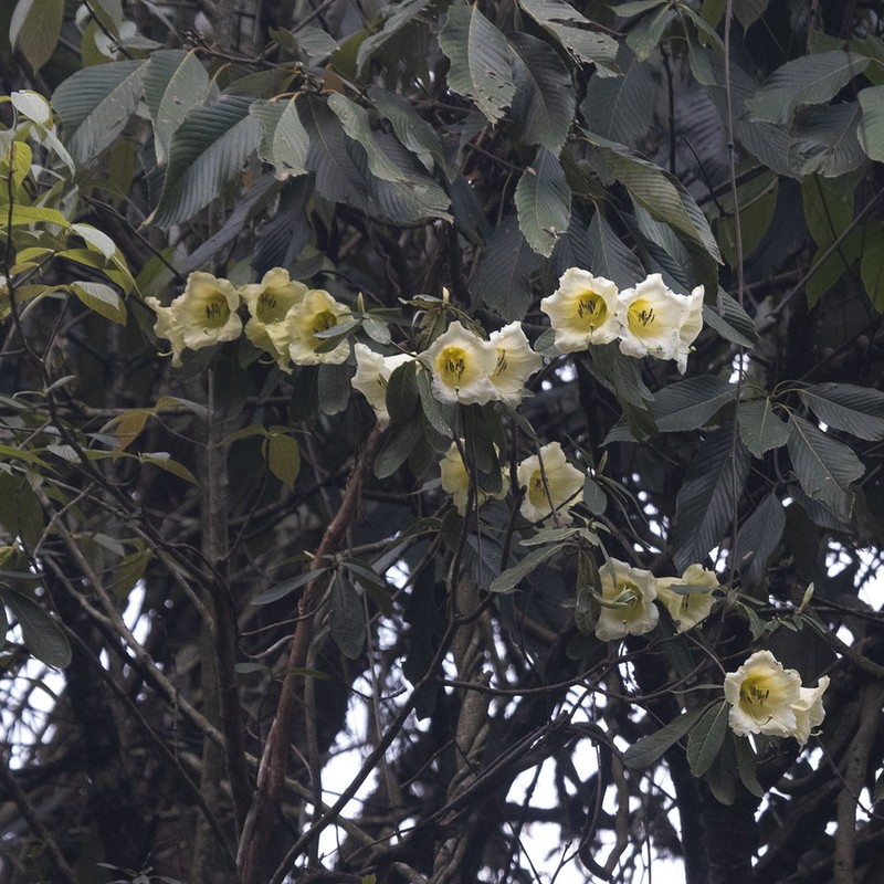 Rhododendron dalhousieae photo 6