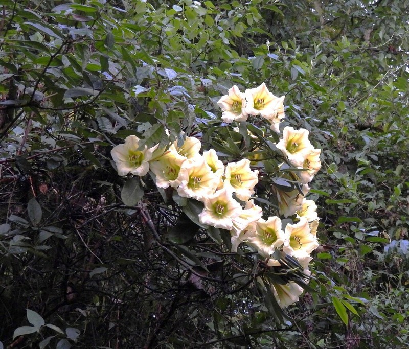 Rhododendron dalhousieae photo 7