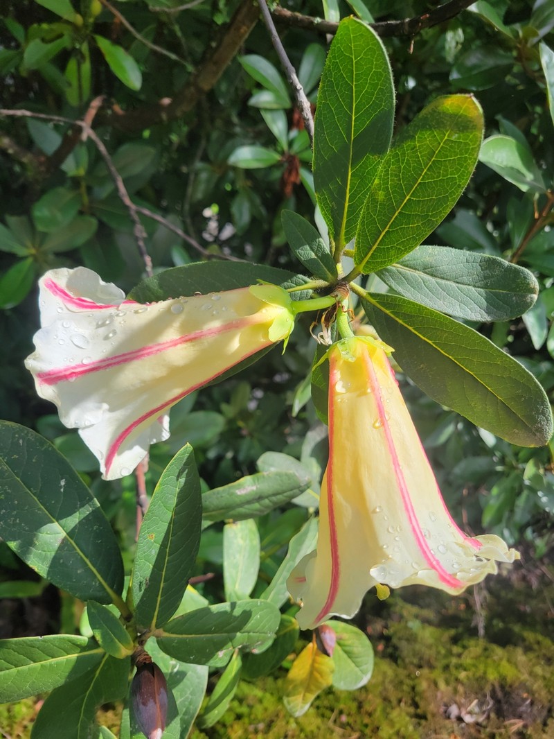 Rhododendron dalhousieae var. rhabdotum
