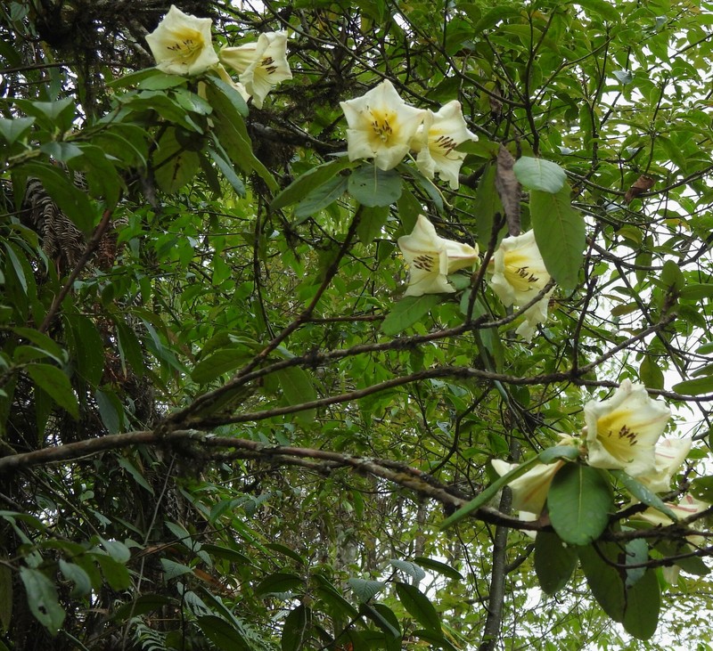 Rhododendron dalhousieae var. rhabdotum photo 3