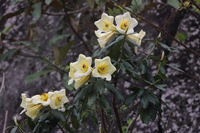 Rhododendron dalhousieae var. rhabdotum photo 5