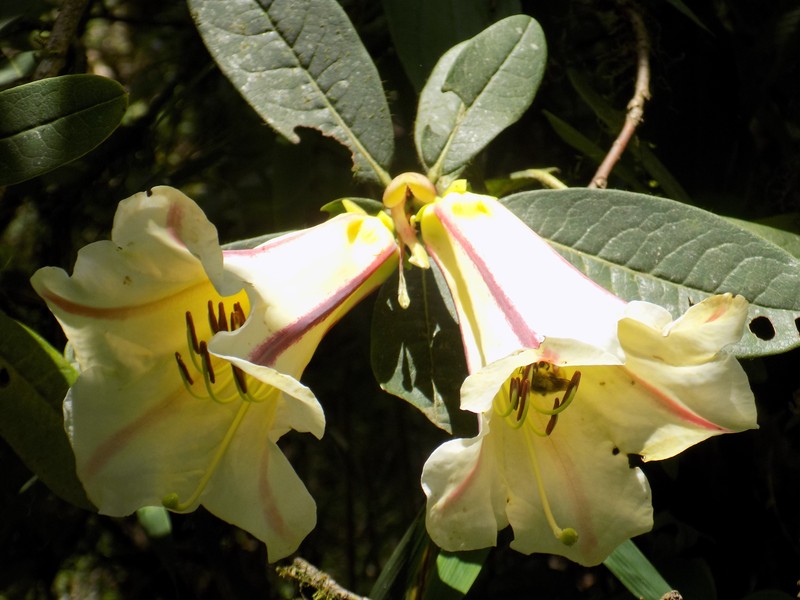 Rhododendron dalhousieae var. rhabdotum photo 8