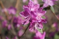 Rhododendron ledebourii