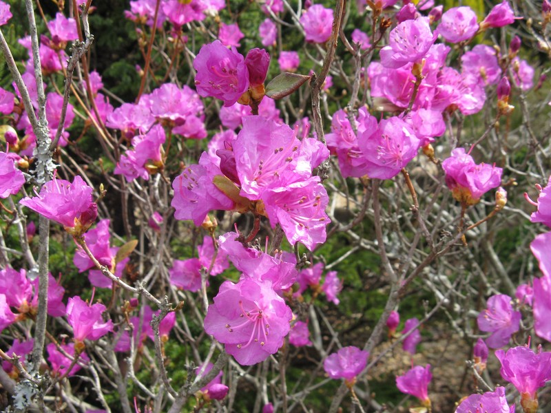 Rhododendron ledebourii photo 2