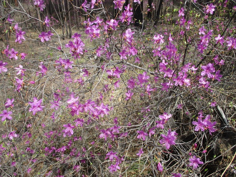 Rhododendron ledebourii photo 3