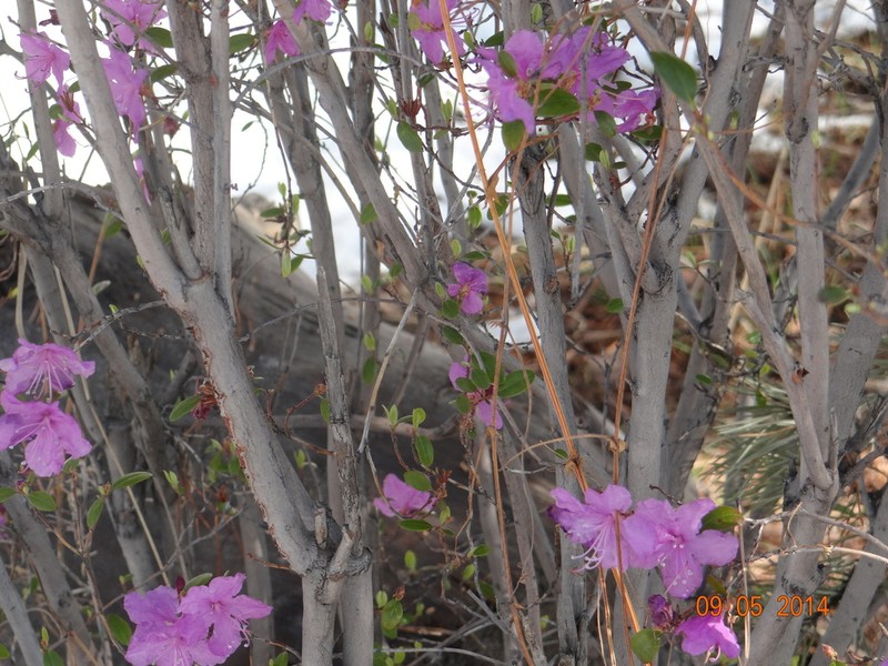 Rhododendron ledebourii photo 4