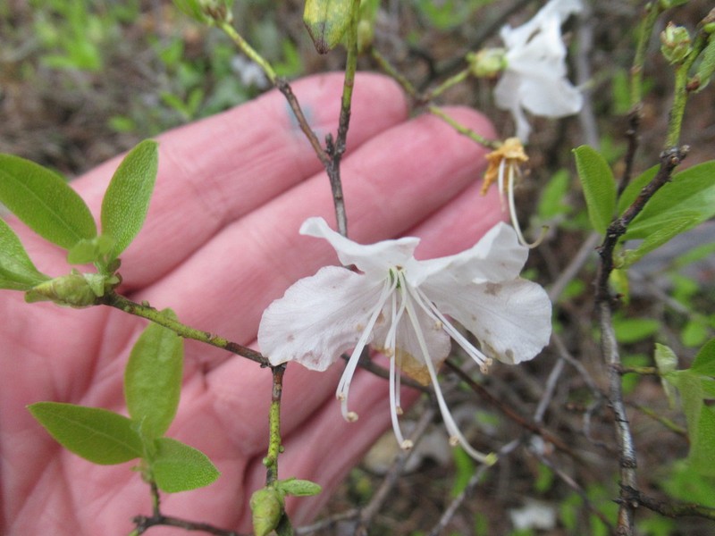 Rhododendron ledebourii photo 5