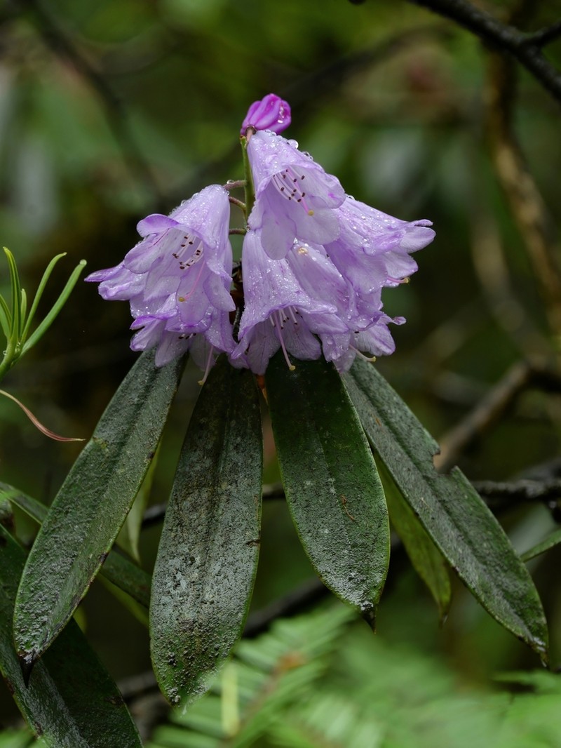 Rhododendron davidii