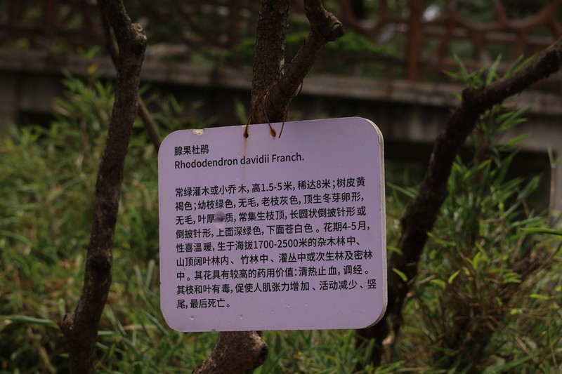 Rhododendron davidii photo 2