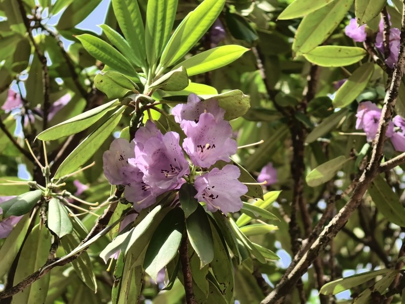 Rhododendron davidii photo 4