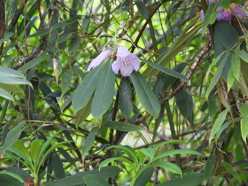 Rhododendron davidii photo 5
