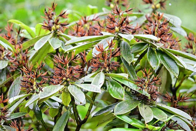 Rhododendron davidii photo 6