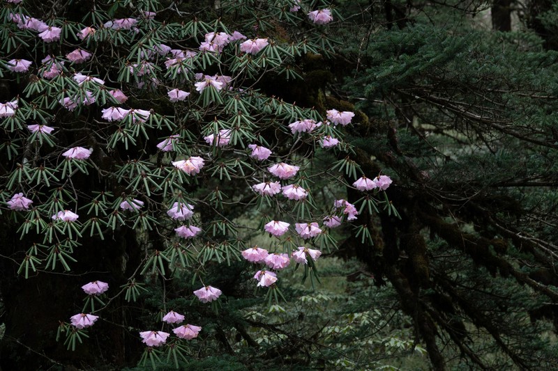 Rhododendron davidii photo 7