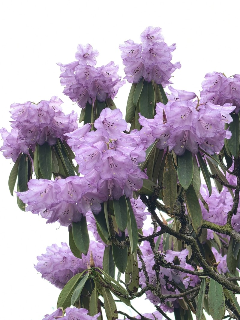 Rhododendron davidii photo 8