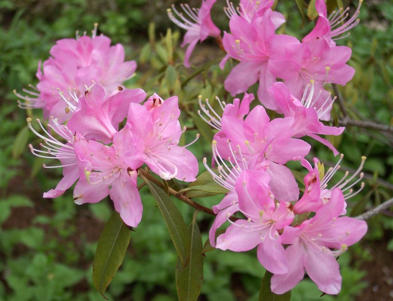 Rhododendron davidsonianum