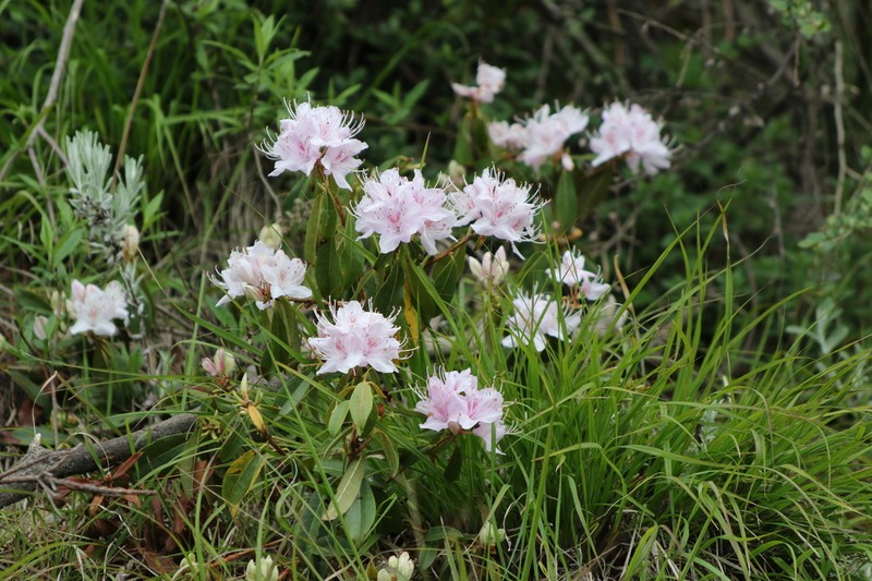 Rhododendron davidsonianum photo 2