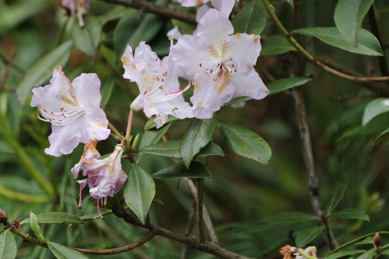Rhododendron davidsonianum photo 3