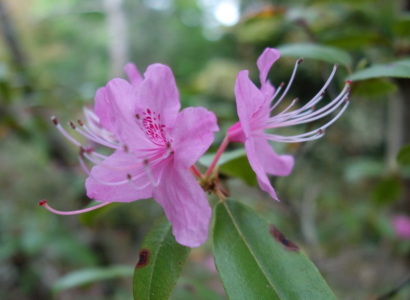 Rhododendron davidsonianum photo 4