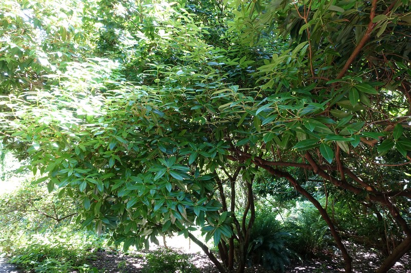 Rhododendron davidsonianum photo 5