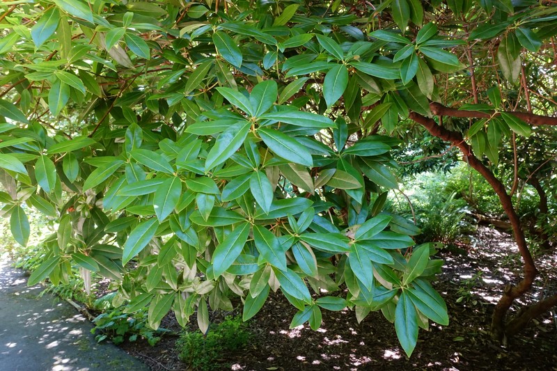 Rhododendron davidsonianum photo 6