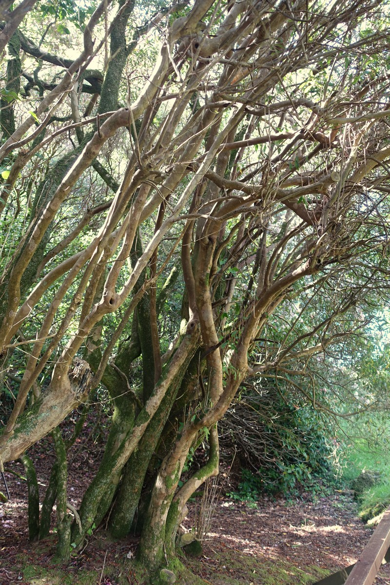 Rhododendron davidsonianum photo 7