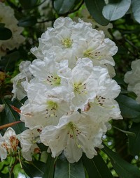 Rhododendron decorum