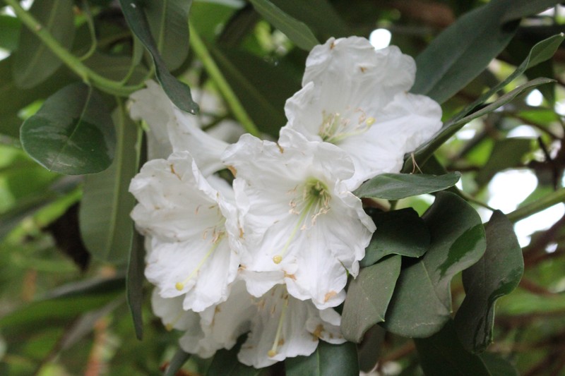 Rhododendron decorum photo 3