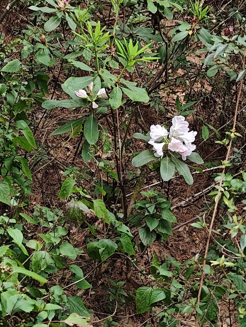 Rhododendron decorum photo 4