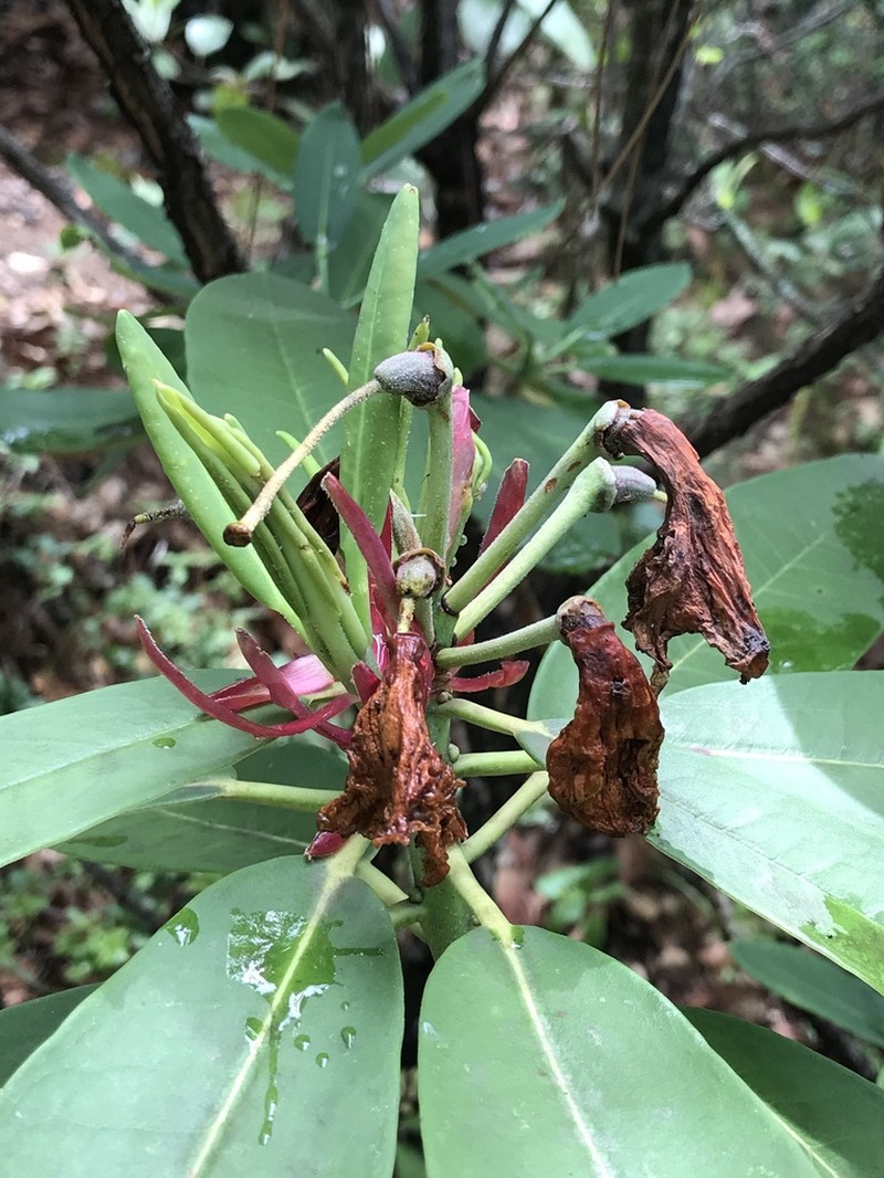 Rhododendron decorum photo 5
