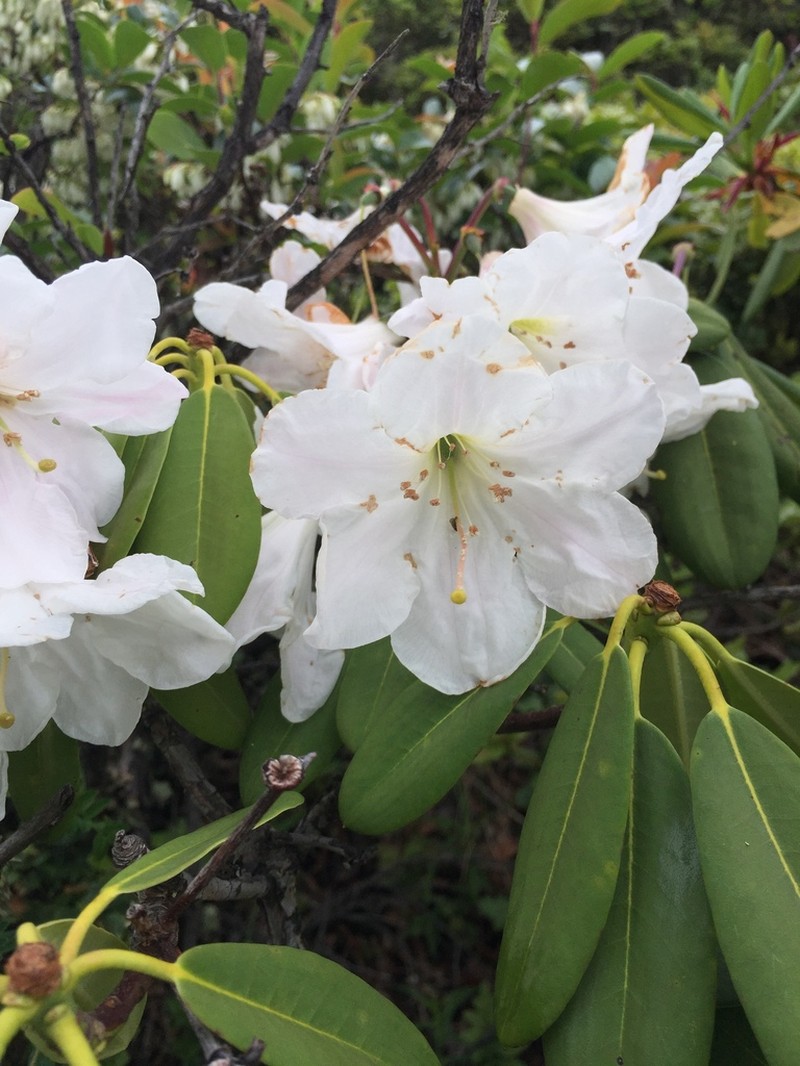 Rhododendron decorum photo 7
