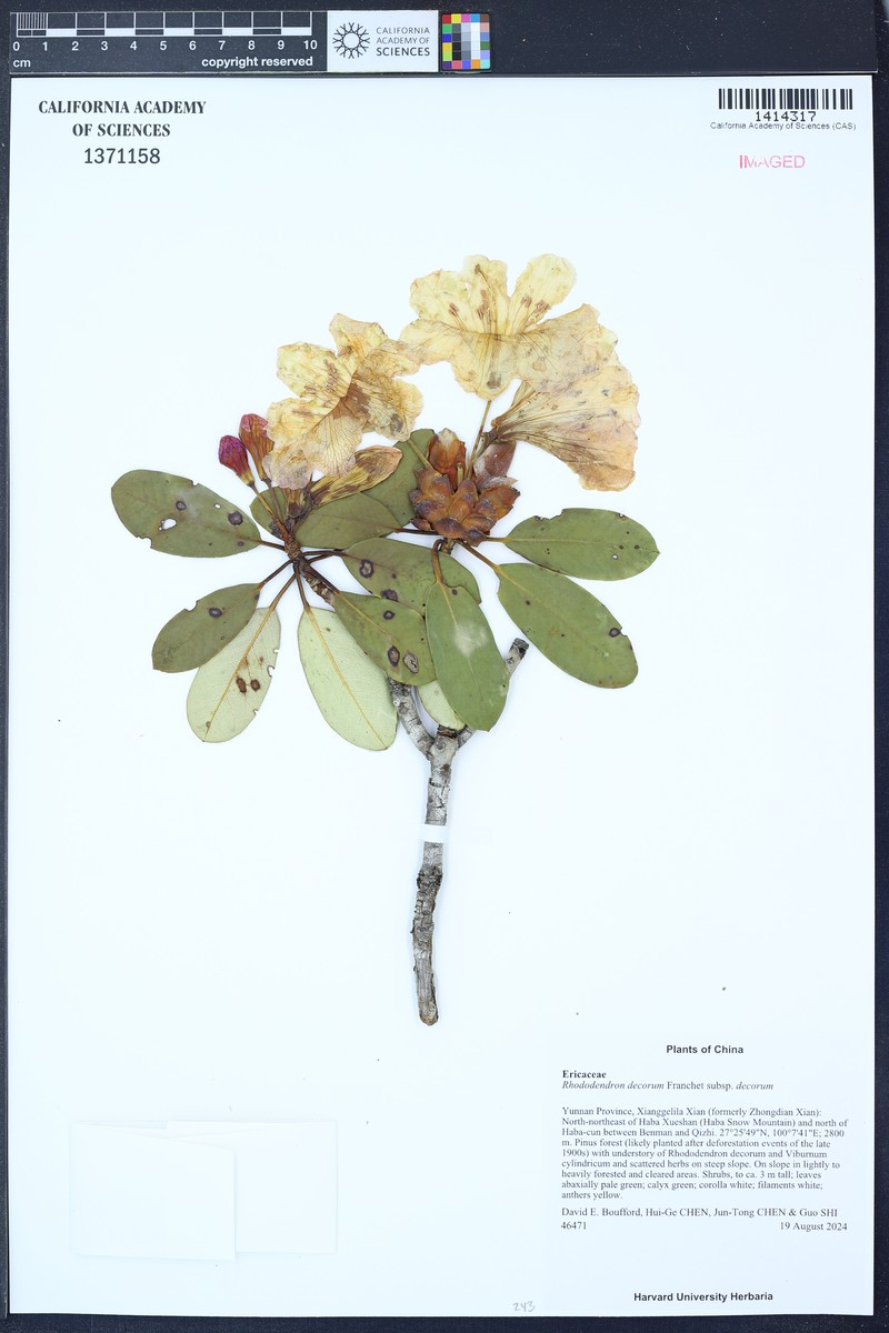 Rhododendron decorum subsp. decorum