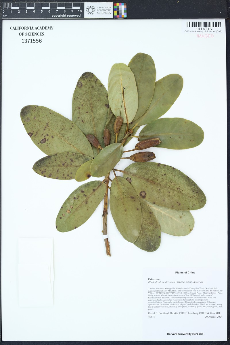 Rhododendron decorum subsp. decorum photo 2