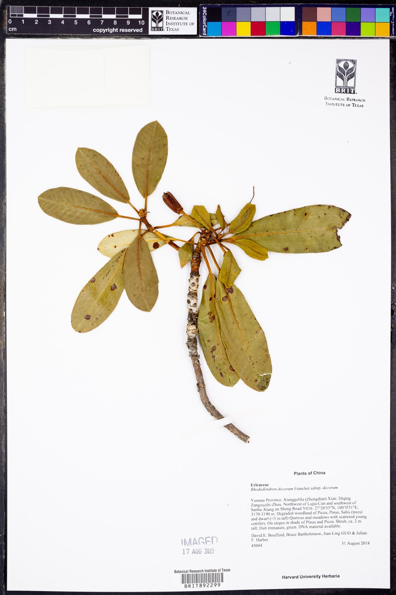 Rhododendron decorum subsp. decorum photo 3
