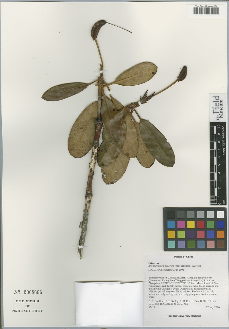 Rhododendron decorum subsp. decorum photo 4