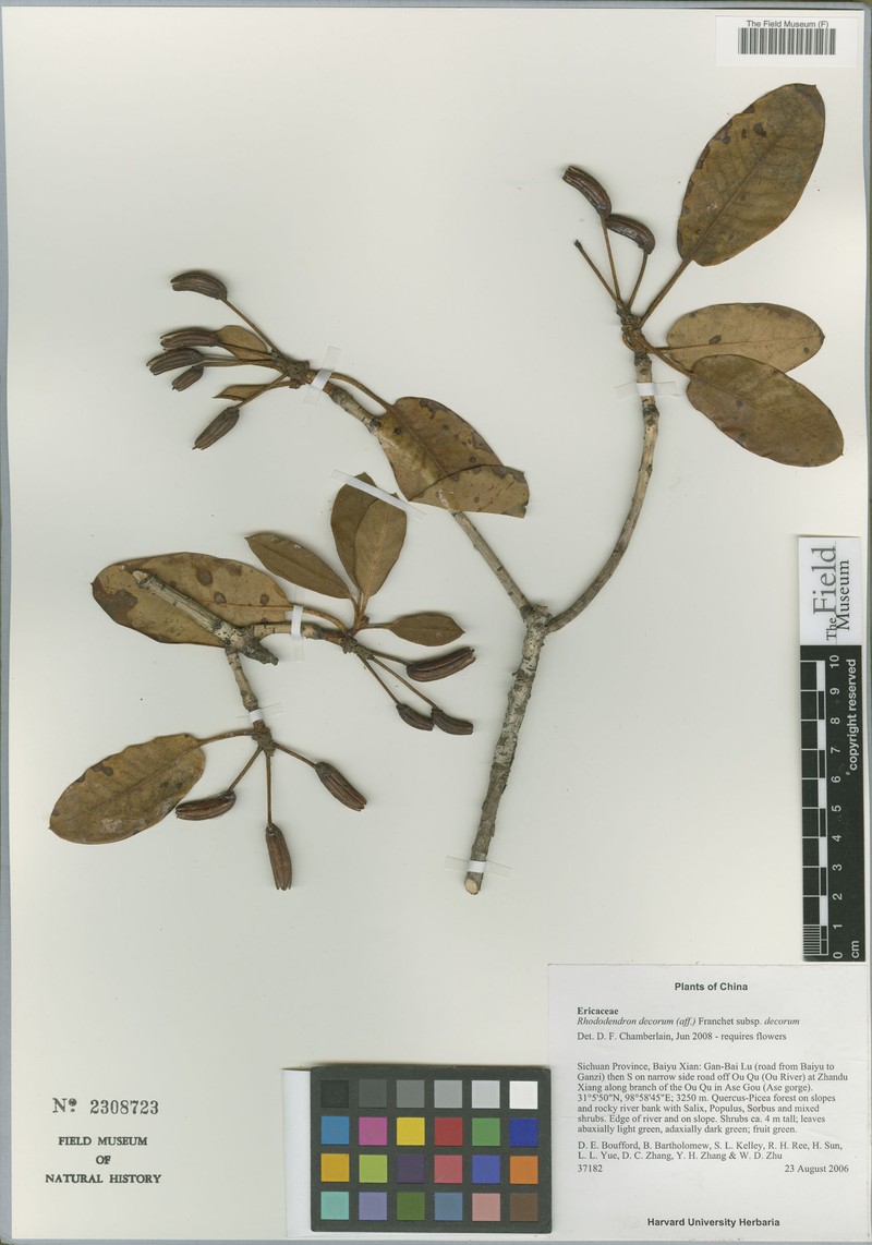 Rhododendron decorum subsp. decorum photo 5