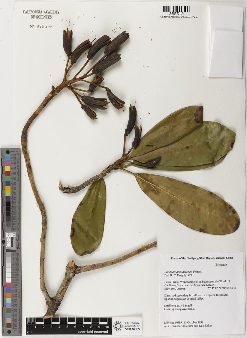 Rhododendron decorum subsp. decorum photo 6